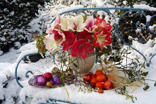 Зимний натюрморт