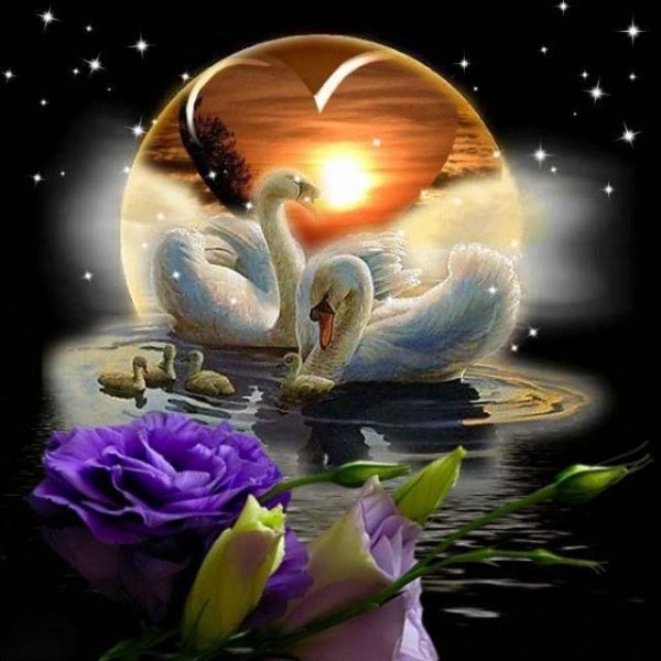 Спокойной ночи лебеди