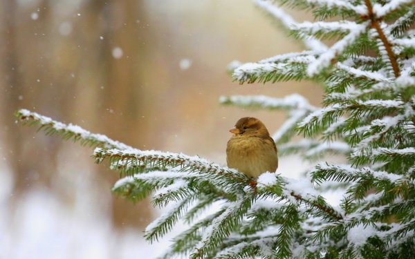 Теплая зима