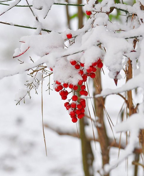 Пожелания с добрым зимним утром подруге