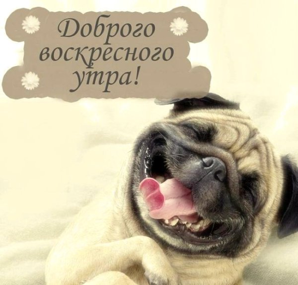 Доброе Воскресное утро прикольные
