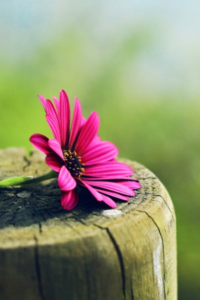 Божья любовь