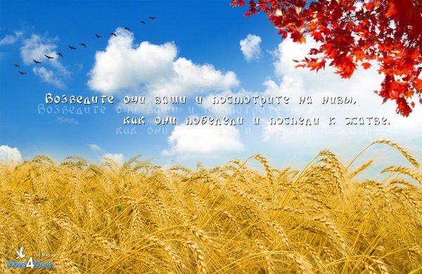 Поздравляю с праздником жатвы