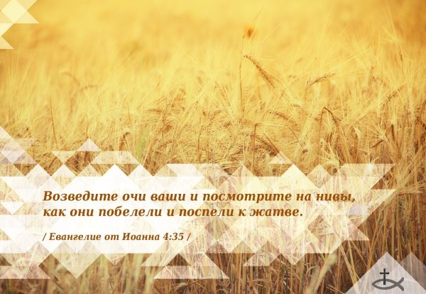 Стихи из Библии на Жатву