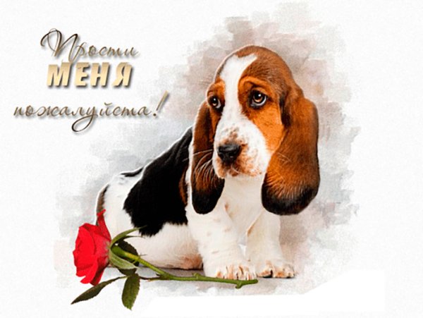 Открытка прости меня