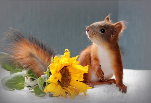 Белка открытка