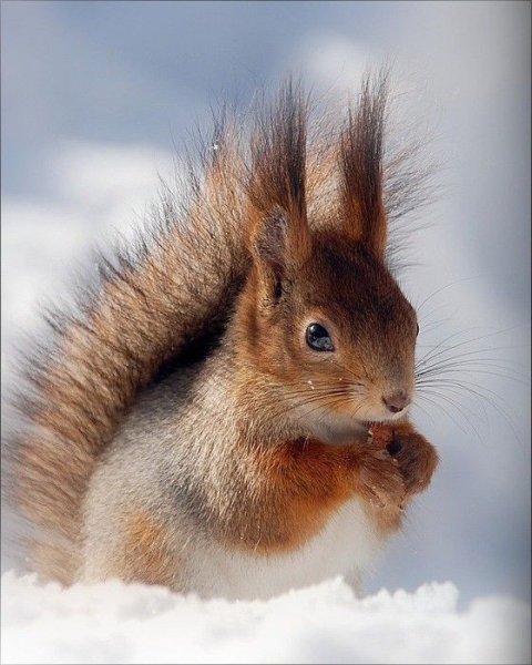 Волшебная белка