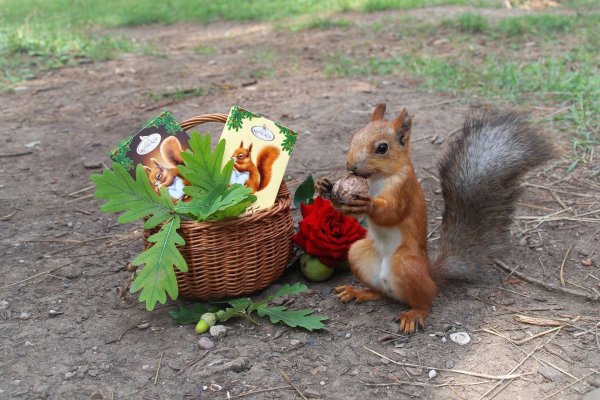 Зверюшки с цветами