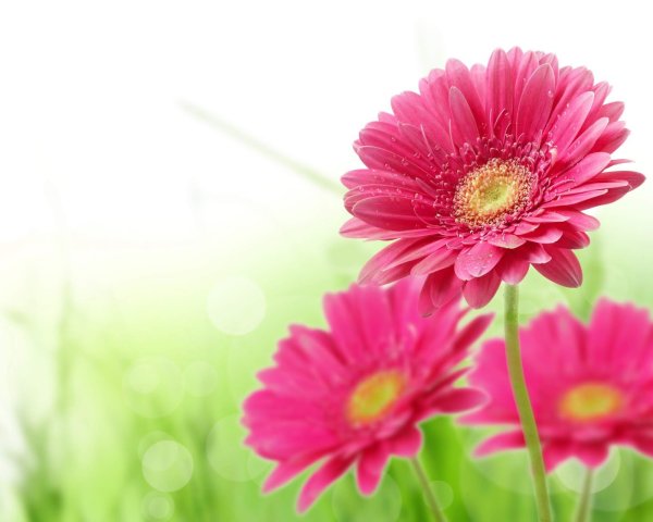 С днём рождения тётя