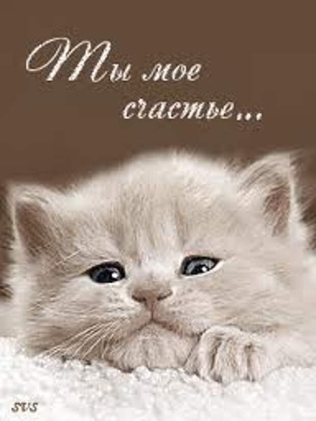 Открытки ты моё счастье