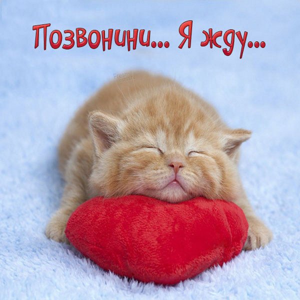 Жду звонка картинки прикольные