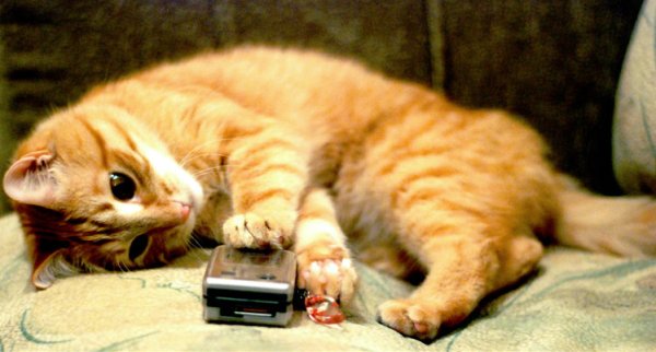 Я жду картинки