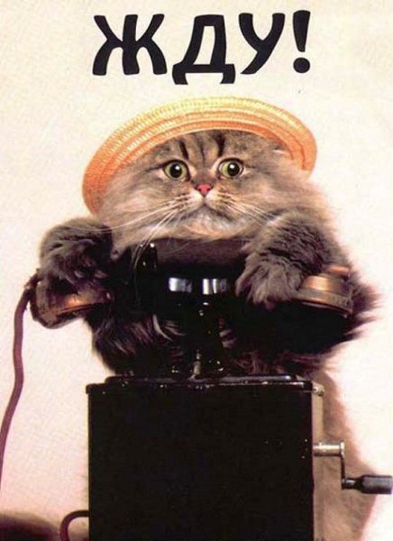 Котенок с айфоном