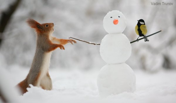 Белка и Снеговик