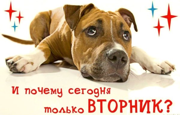 Доброе утро вторника