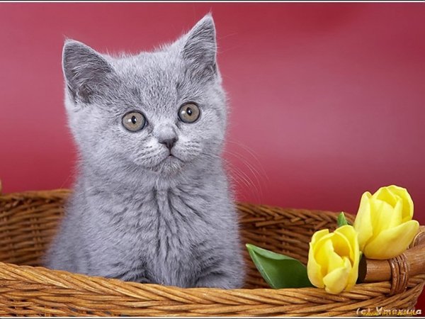 Классного вторника