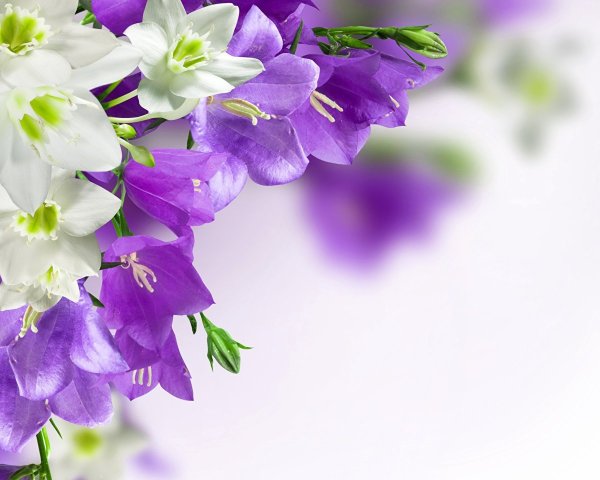 Колокольчик Кампана Lilac