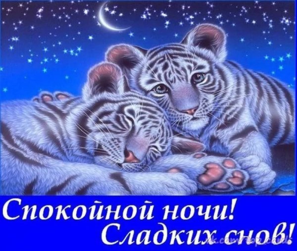 Спокойной ночи сладких снов