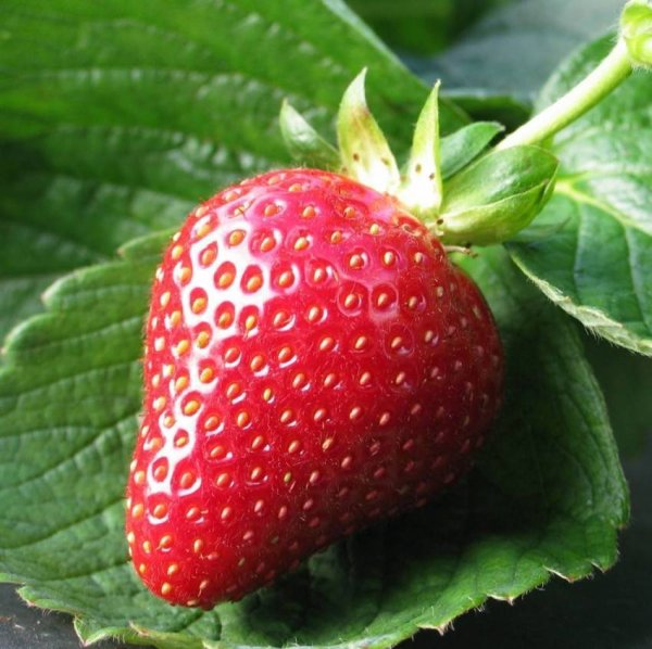 Земляника Садовая Элеганс