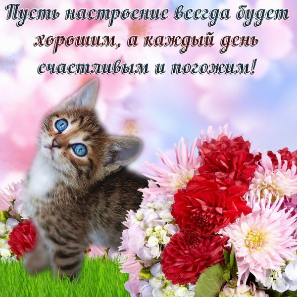 Хорошего дня и прекрасного настроения