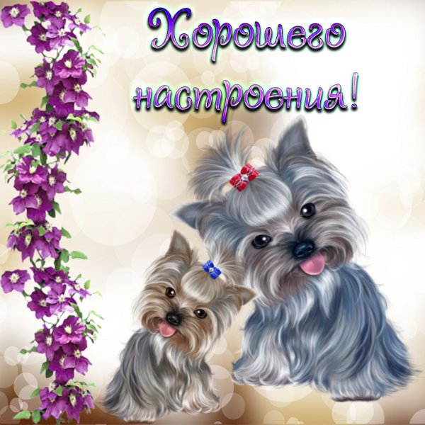 Букет ромашек с добрыми пожеланиями