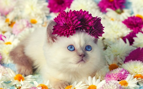 Кошка в цветах