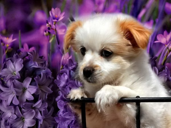 Добрый вечер собачки