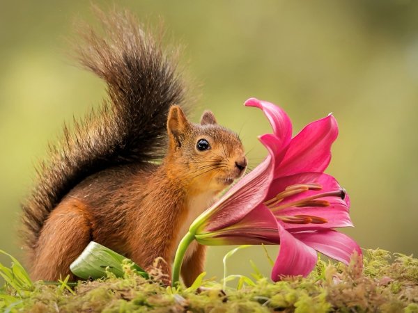 Цветы и животные