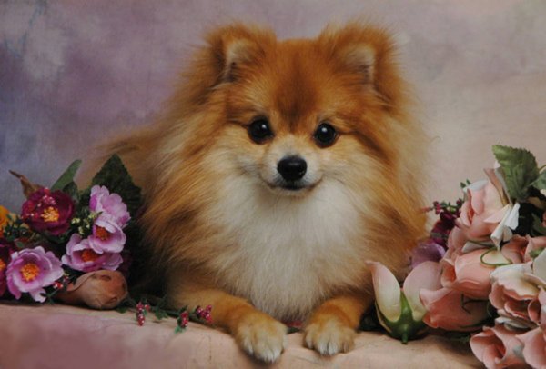 Шпиц с цветами