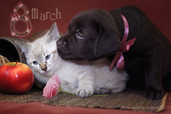 Котята и щенята др