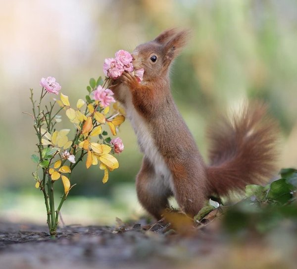 Весна животные