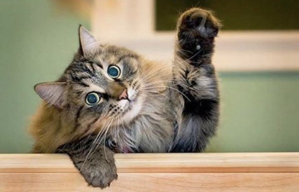 Котик приветствует