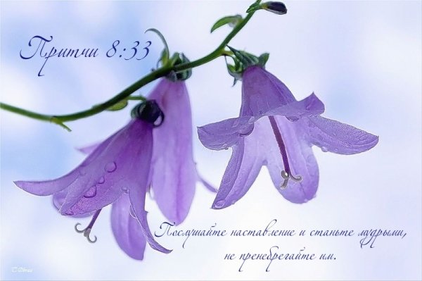 Цветы открытки христианские