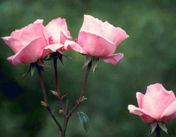 С днём рождения христианские поздравления