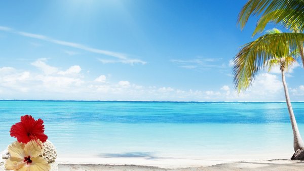 Море пальмы