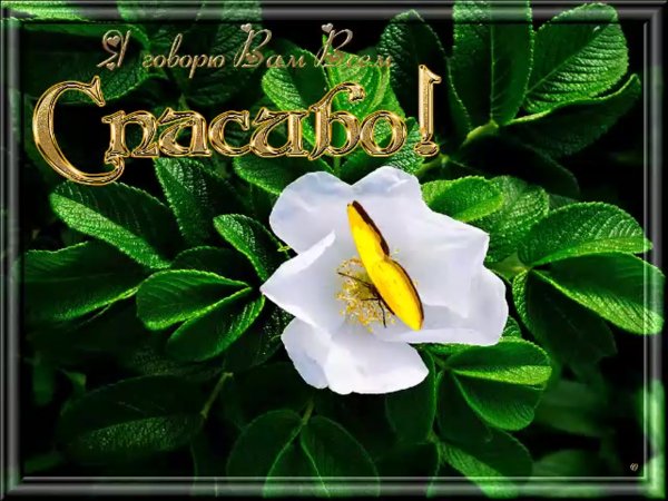 Спасибо от души