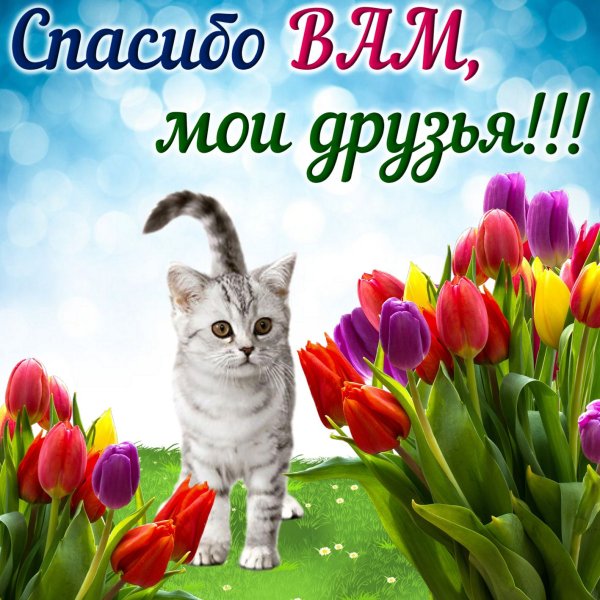 Красивая открыточка со словом спасибо