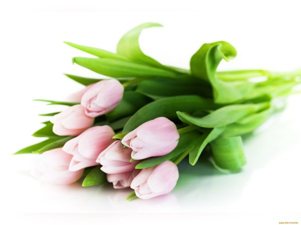 Цветы на белом фоне