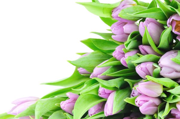 Тюльпаны открытка