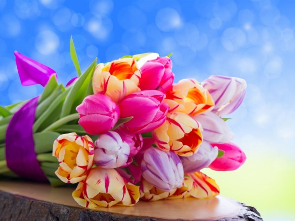 Цветы тюльпаны