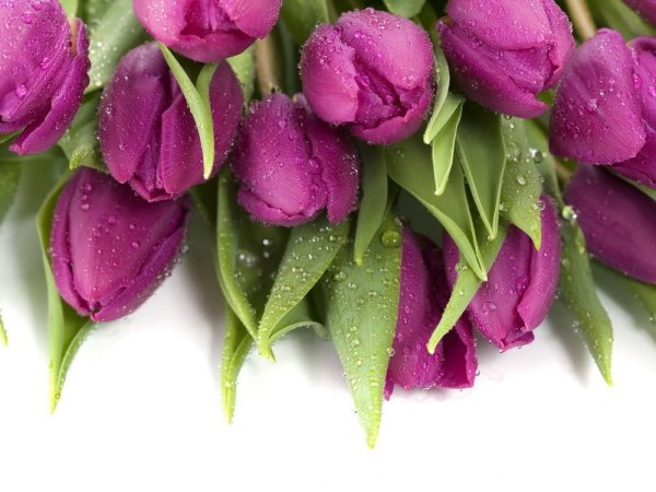 С 8 марта тюльпаны