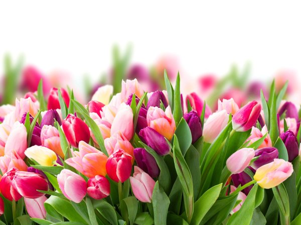 Тюльпаны открытка