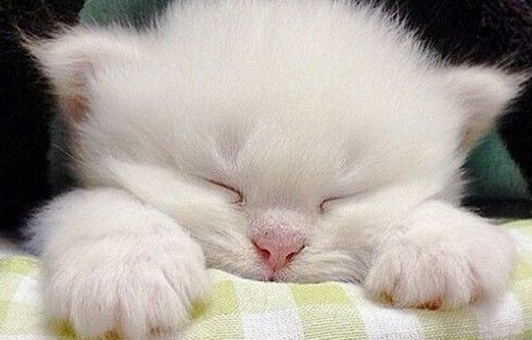 Сладких снов любимый