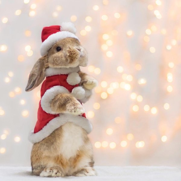 Новогодний заяц прикольный