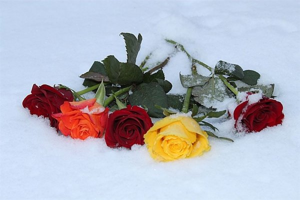 Букет роз на снегу