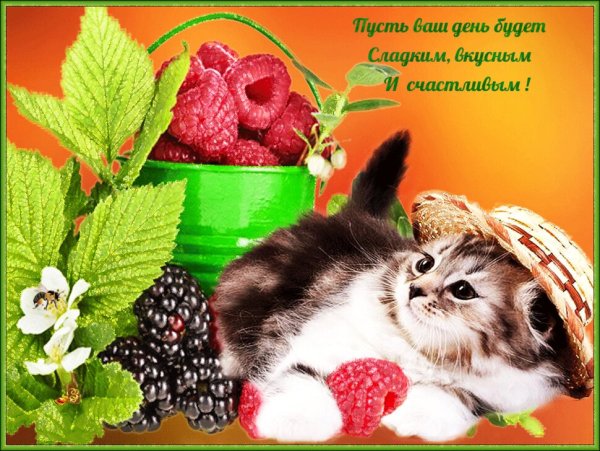 Открытки с добрым днём