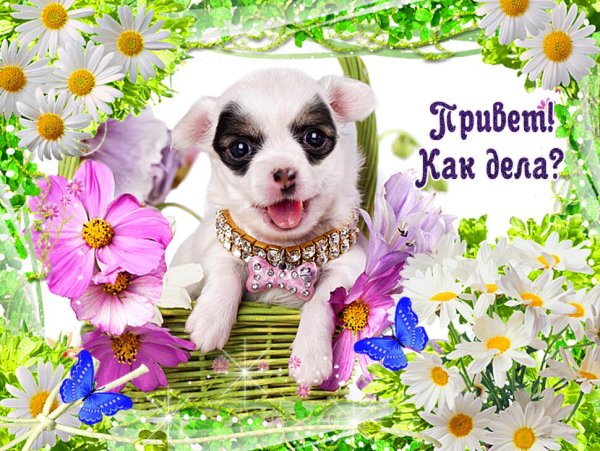 Открытки привет прикольные