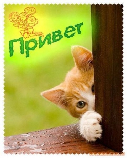 Анимашки приветствия