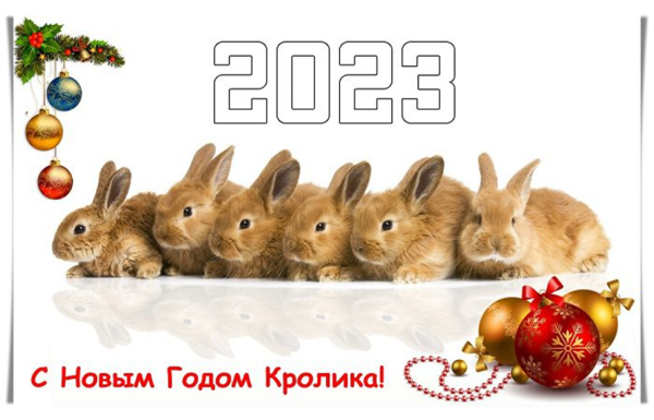 Год кота и кролика 2023