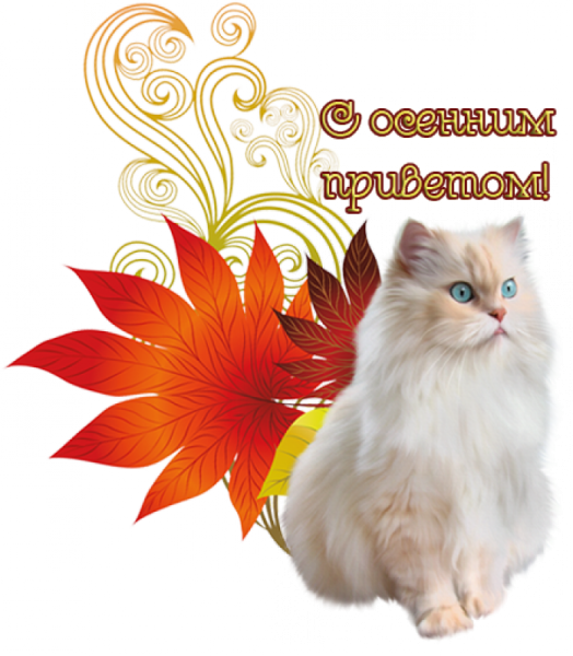Открытки осенний привет